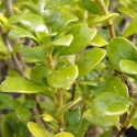 Picture of Coprosma Middlemore