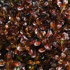 Picture of Coprosma Midnight Martini