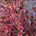 Picture of Coprosma Pacific Sunrise