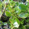 Picture of Coprosma Poor Knights 