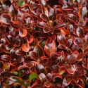 Picture of Coprosma Scarlett O'Hara