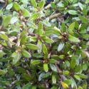 Picture of Coprosma Taiko