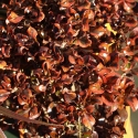 Picture of Coprosma Tequila Sunrise