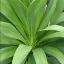 Picture of Cordyline Broadsword