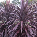 Picture of Cordyline Burgundy Spire