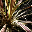 Picture of Cordyline Electric Flash