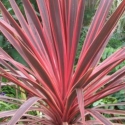 Picture of Cordyline Electric Pink