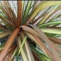Picture of Cordyline Electric Star