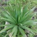 Picture of Cordyline Jade Fountain