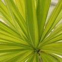 Picture of Cordyline Jive