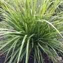 Picture of Cordyline Lime Fountain