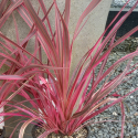 Picture of Cordyline Magenta Rays