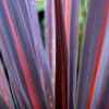 Picture of Cordyline Purple Sensation