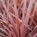 Picture of Cordyline Red Star