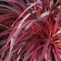 Picture of Cordyline Salsa