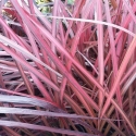 Picture of Cordyline Zumba