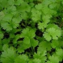 Picture of Coriander