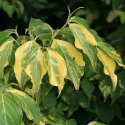 Picture of Cornus Bonfire