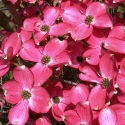 Picture of Cornus Cherokee Chief 