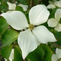 Picture of Cornus China Girl