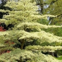 Picture of Cornus Controversa Golden Wedding 