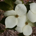 Picture of Cornus Doubloon 