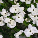 Picture of Cornus Eddies White Wonder 