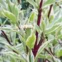 Picture of Cornus Elegantissima