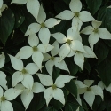 Picture of Cornus Elizabeth Lustgarten L/W