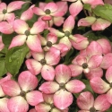 Picture of Cornus Satomi L/W