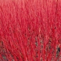 Picture of Cornus Alba Siberica