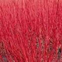 Picture of Cornus Siberica