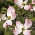 Picture of Cornus Stokes Pink