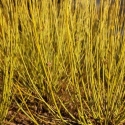 Picture of Cornus Stolonifera Flaviramea