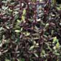 Picture of Corokia Bronze King