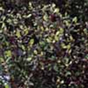 Picture of Corokia Cotoneaster