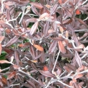 Picture of Corokia Frosted Chocolate Std 70cm