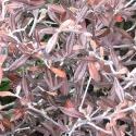 Corokia Frosted Chocolate Picture of Corokia Frosted Chocolate