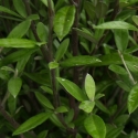 Picture of Corokia Geentys Green Std