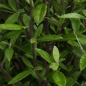 Corokia Geentys Green Picture of Corokia Geentys Green