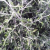 Picture of Corokia Pipsqueak