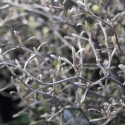 Picture of Corokia Silver Ghost