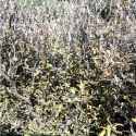 Picture of Corokia Silver Prince