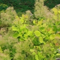 Picture of Cotinus Golden Spirit