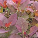 Picture of Cotinus Grace