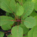 Picture of Cotinus Obovatus