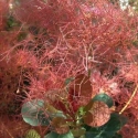 Picture of Cotinus Red Spirit