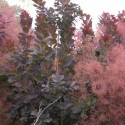 Picture of Cotinus Royal Purple