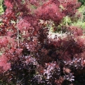 Picture of Cotinus Velvet Cloak