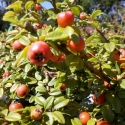 Picture of Cotoneaster Dammeri